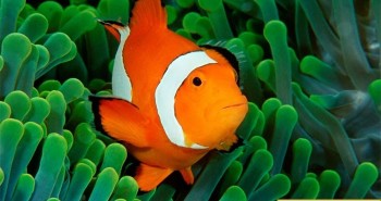 “Siêu năng lực” giúp cá hề có thể nhìn thấy tia UV