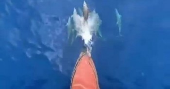 Tại sao cá heo thích cưỡi sóng trước mũi tàu?