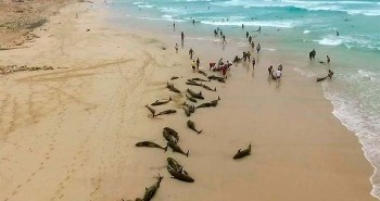 136 chú cá heo bị mắc kẹt, chết thảm trên bờ biển Tây Phi chưa rõ nguyên nhân