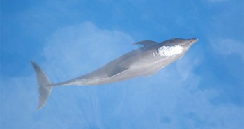 Một loài cá heo mới đã tiến hóa ở Thái Bình Dương