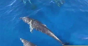 Hàng trăm con cá heo xuất hiện ở vùng biển Khánh Hòa