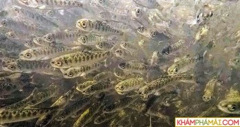 800.000 con cá hồi chết vì bệnh bí ẩn trên sông ở California, Mỹ