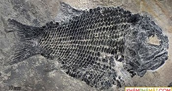 Phát hiện cá hóa thạch niên đại 200 triệu năm ở Trung Quốc