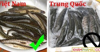 Cách phân biệt cá lóc Việt Nam và cá chuối Trung Quốc