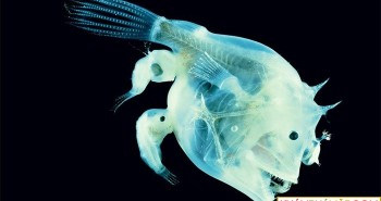 Tập tính giao phối kỳ quái bậc nhất thế giới động vật của cá cần câu Anglerfish