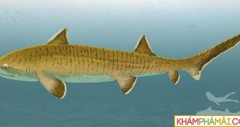 Phát hiện hóa thạch cá mập kỷ Jura được bảo quản cực tốt ở Đức
