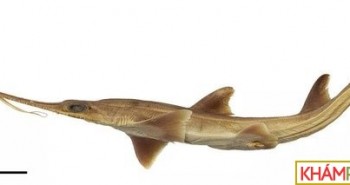 Các nhà khoa học phát hiện hai loài cá mập lưỡi cưa mới