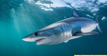 Loài cá mập nhanh nhất thế giới đang lâm nguy