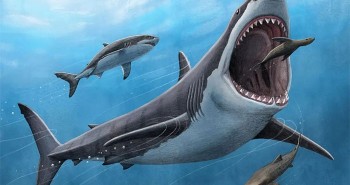 Điều gì sẽ xảy ra nếu cá mập Megalodon chiến đấu với loài trăn khổng lồ Titanoboa?