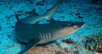 Bệnh da bí ẩn đe dọa cá mập sắp nguy cấp