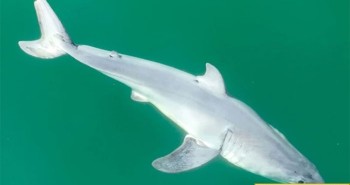 Kỳ lạ hai con cá mập trắng đực cùng nhau bơi đi hàng ngàn dặm