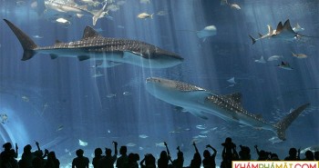 Loài cá lớn nhất hành tinh đối diện nguy cơ tuyệt chủng vì tai nạn giao thông