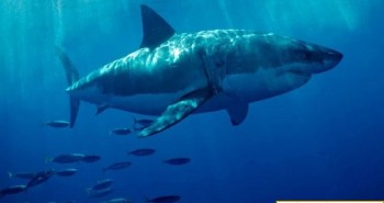 Cá mập sống sót sau cuộc chiến với mực khổng lồ