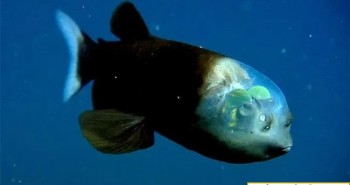 Phát hiện loài cá siêu quý hiếm dưới biển