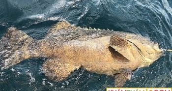 Quái vật đại dương làm thịt cá mú khổng lồ khiến ngư dân hãi hùng
