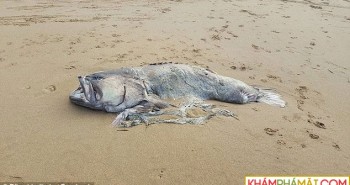 Sinh vật biển nặng 150kg dạt vào bãi biển Australia