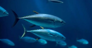 Úc cảnh giác cá ngừ được làm tươi lại bằng Carbon Monoxide