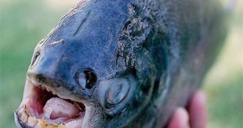 13 loài thủy quái nước ngọt nguy hiểm nhất trên thế giới