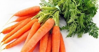 Tác dụng của cà rốt làm tăng tính kết dính của xi măng