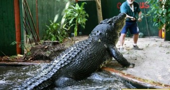 Cassius - Cá sấu nuôi nhốt lớn nhất thế giới