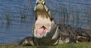 Nhiếp ảnh gia kể chuyện săn ảnh con cá sấu khổng lồ ở Mỹ
