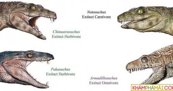Cá sấu cổ đại là động vật ăn chay