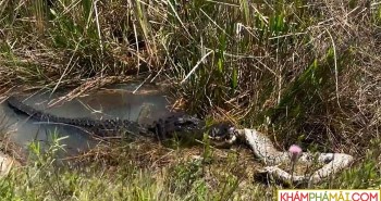 Cá sấu "quăng quật" trước khi ăn thịt trăn Miến Điện