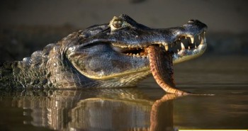 Cá sấu caiman đen - kẻ săn mồi đỉnh cao