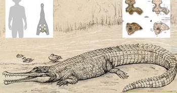 Đào được "trùm cá sấu" 5 triệu tuổi, to như xe buýt