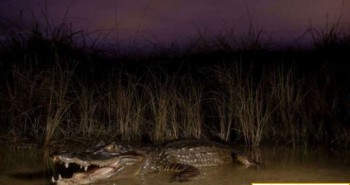 Florida loại bỏ thành công cá sấu xâm hại