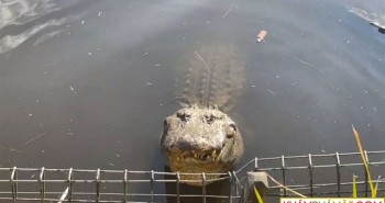 Đàn cá sấu gọi tranh nhau gọi bạn tình, náo loạn cả công viên Australia