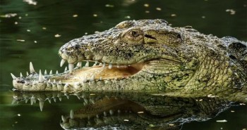 Cá sấu mất nửa bộ hàm sau khi bại trận trước đồng loại