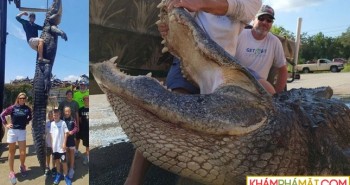 Cảnh sát biển vật lộn 4 giờ đồng hồ để bắt cá sấu khủng dài hơn 4 mét
