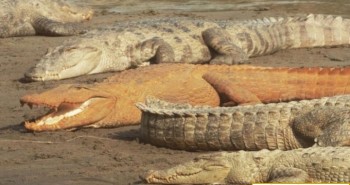 Tại sao cá sấu ở Nepal có màu cam kỳ lạ?