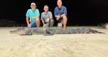 Bắt được cá sấu dài hơn 3m, có thể đã lên đến 100 năm tuổi