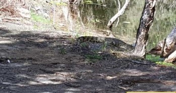 Cá sấu và rắn độc xâm chiếm sân golf Australia