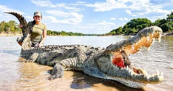 Cá sấu sông Nile khổng lồ - nỗi ác mộng của hàng triệu con linh dương đầu bò trong mùa di cư