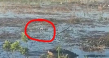Cận cảnh cá sấu vồ lấy drone đang bay vo ve trên đầu, cắn cháy cả drone khiến khói bốc mù mịt
