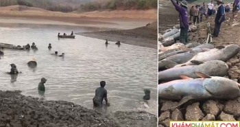 Cá trê khổng lồ chết la liệt do hạn hán ở Thái Lan