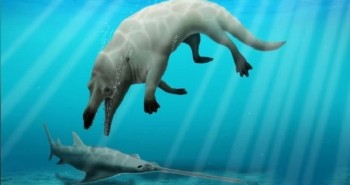 Phát hiện cá voi bốn chân kỳ dị 43 triệu năm tuổi