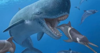 Cá voi cổ đại Melvillei - Cơn ác mộng của siêu cá mập Megalodon