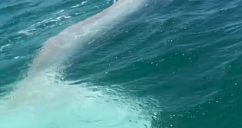 Video: Phát hiện cá voi bạch tạng siêu hiếm ngoài khơi Mexico