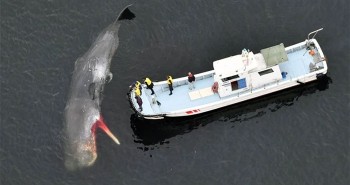 Ngày càng nhiều cá voi bị mắc cạn trong vịnh Osaka, Nhật Bản