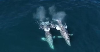 Khoảnh khắc cặp cá voi xám bị 30 con cá voi sát thủ tấn công