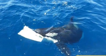 Đàn cá voi sát thủ hợp lực nhấn chìm du thuyền dài 15m