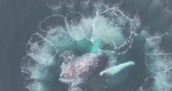 Cặp cá voi lưng gù tạo đường xoắn ốc giữa biển