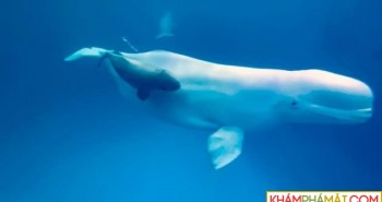 Cá voi trắng lần đầu tiên sinh sản trong Thuỷ cung ở Nga
