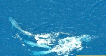 Đôi cá voi xanh đực kịch chiến giành bạn tình