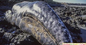 Hàng nghìn cá voi xám chết dạt vào bờ biển: Bí ẩn "không thể giải thích" vừa sáng tỏ