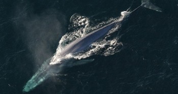 Phát hiện mới gây sửng sốt về tiếng kêu của cá voi xanh
